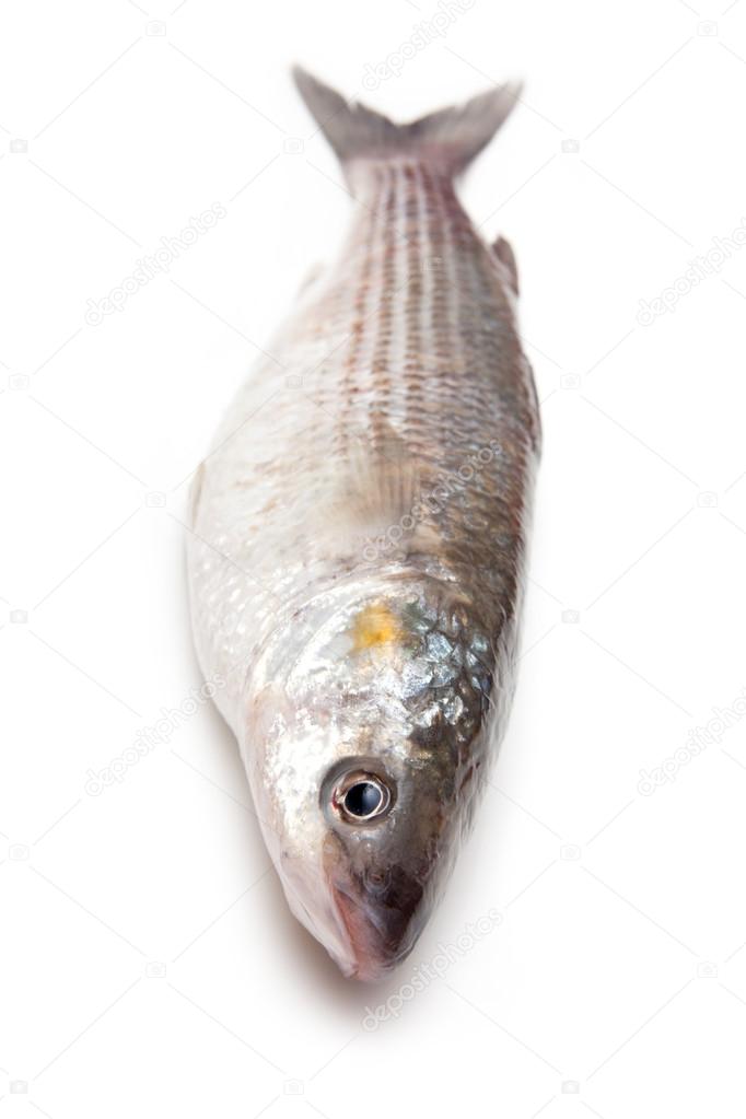 Grey Mullet fish