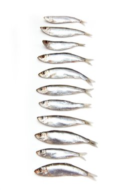 Beyaz bir arka plan üzerinde küçük bir yağlı balık izole hamsi