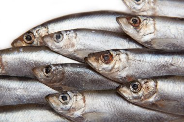 Beyaz bir arka plan üzerinde küçük bir yağlı balık izole hamsi