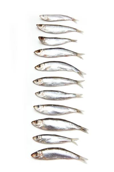 Szproty wędzone małe tłuste ryby na białym tle na białym tle — Zdjęcie stockowe
