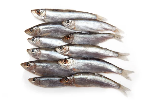 Sprats un piccolo pesce grasso isolato su uno sfondo bianco — Foto Stock