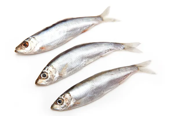 Sprats a small oily fish isolated on a white background — Stock Photo, Image