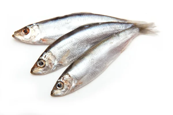 Sprats un piccolo pesce grasso isolato su uno sfondo bianco — Foto Stock