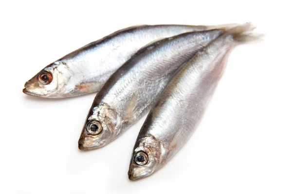 Sprats un piccolo pesce grasso isolato su uno sfondo bianco — Foto Stock