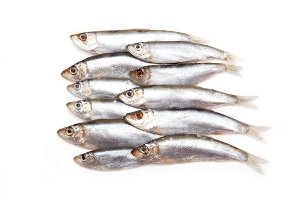 Sprats un piccolo pesce grasso isolato su uno sfondo bianco — Foto Stock
