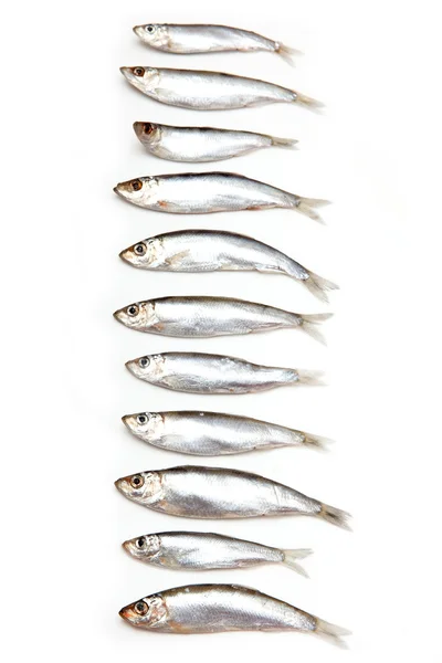 Sprotni egy kis olajos halak elszigetelt fehér background — Stock Fotó