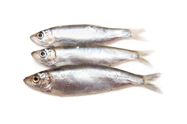 Sprats un piccolo pesce grasso isolato su uno sfondo bianco — Foto Stock