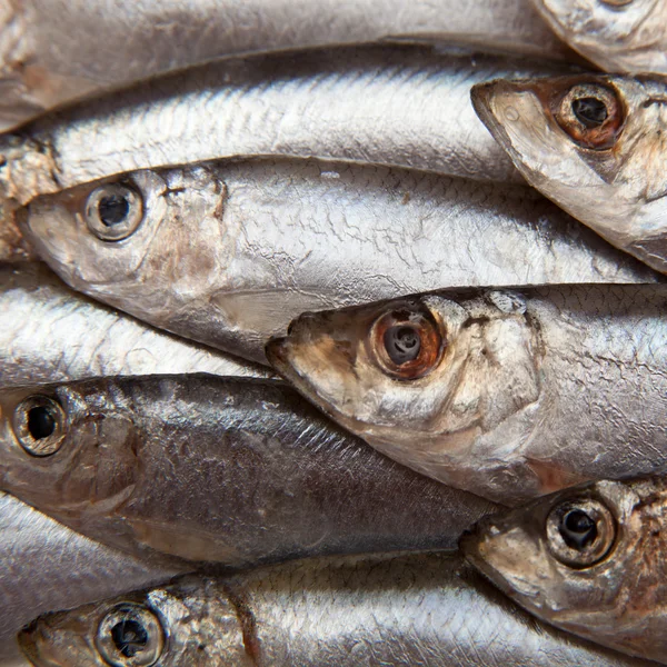 Sprats un piccolo pesce grasso isolato su uno sfondo bianco — Foto Stock