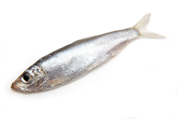 Sprats un piccolo pesce grasso isolato su uno sfondo bianco — Foto Stock