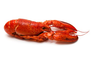 bir beyaz stüdyo adam izole Kanada kırmızı ıstakoz pişmiş