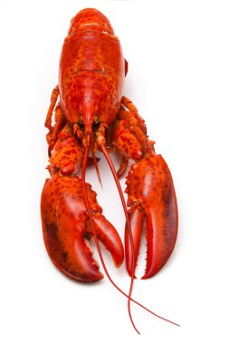 bir beyaz stüdyo adam izole Kanada kırmızı ıstakoz pişmiş