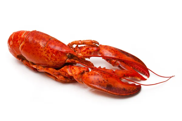 Cooked Canadian red lobster isolated on a white studio Backgroun — Stock Photo, Image