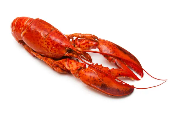 Cooked Canadian red lobster isolated on a white studio Backgroun — Stock Photo, Image