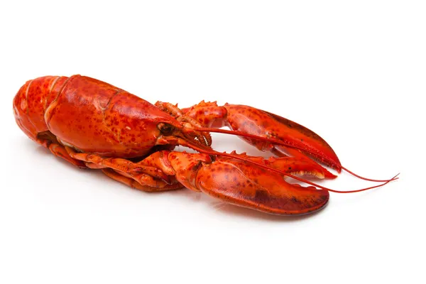 Cooked Canadian red lobster isolated on a white studio Backgroun — Stock Photo, Image