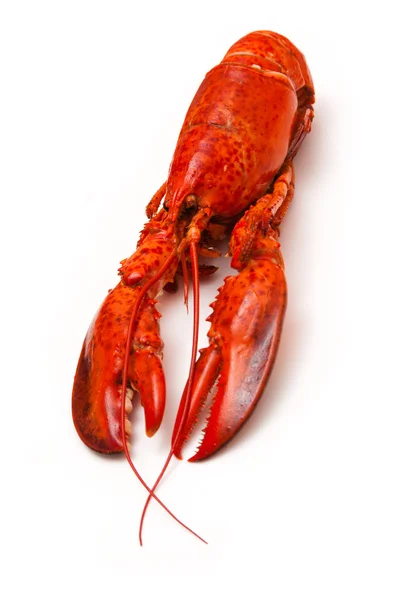 Cozido lagosta vermelha canadense isolado em um estúdio branco Backgroun — Fotografia de Stock