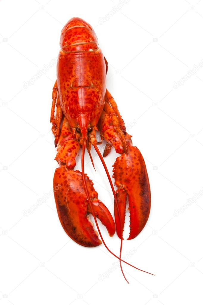 Cooked Canadian red lobster isolated on a white studio Backgroun