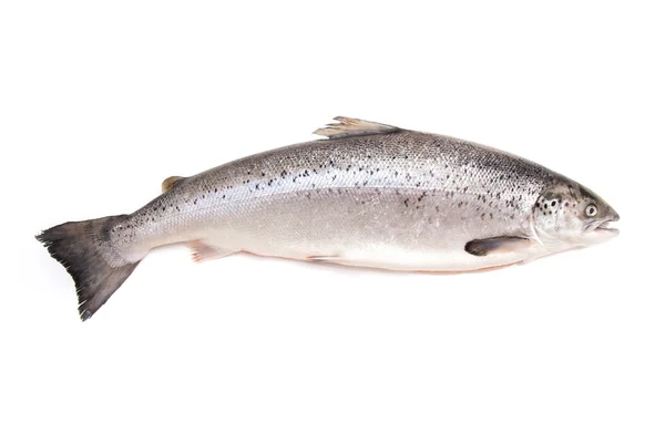 Salmão escocês isolado em um fundo estúdio branco . — Fotografia de Stock