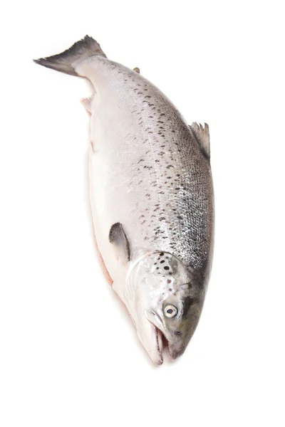 Salmão escocês isolado em um fundo estúdio branco . — Fotografia de Stock