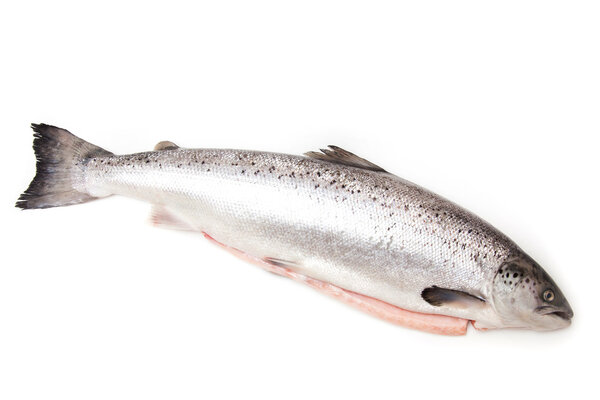 Шотландский лосось изолирован на белом фоне студии
.