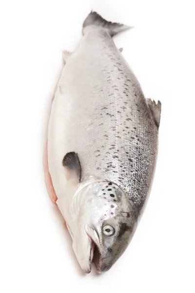 Salmon Skotlandia terisolasi pada latar belakang studio putih . — Stok Foto