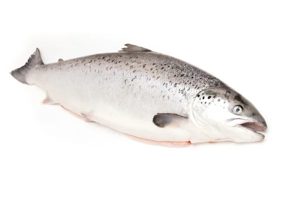 Scottish Salmon isolated on a white studio background. — Stock Photo, Image