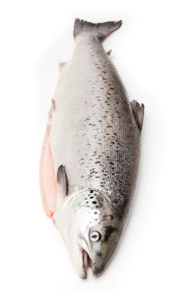 Salmão escocês isolado em um fundo estúdio branco . — Fotografia de Stock