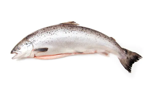 Scottish Salmon isolated on a white studio background. — Stock Photo, Image