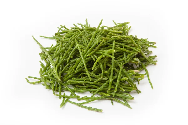 Samphire isolado em um fundo de estúdio branco . — Fotografia de Stock