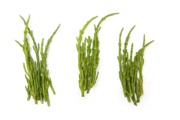 Samphire isolato su uno sfondo bianco . — Foto Stock