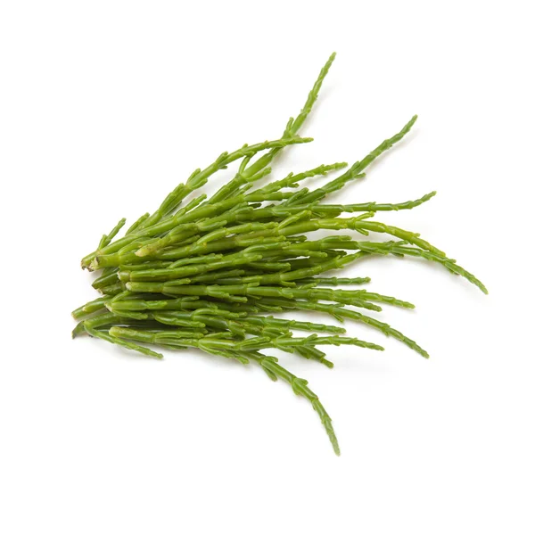 Samphire isolado em um fundo de estúdio branco . — Fotografia de Stock