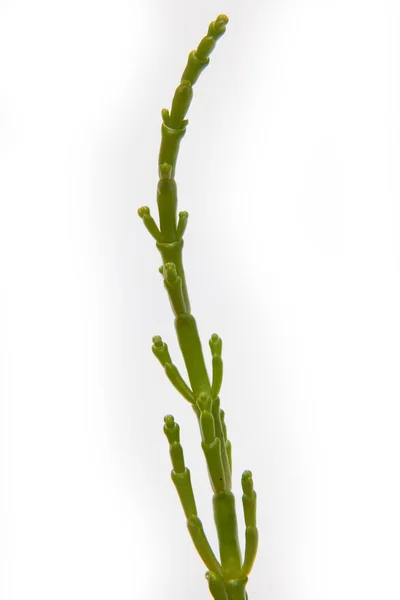 Samphire isolated on a white studio background. — Stock Photo, Image