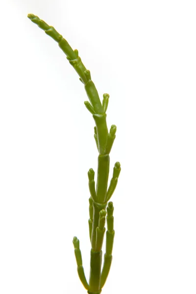 Samphire isolated on a white studio background. — Stock Photo, Image