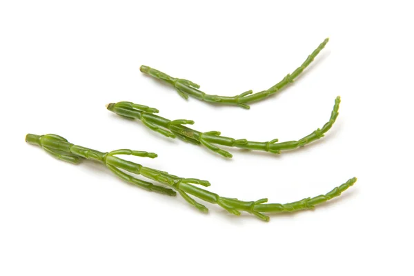 Samphire isolated on a white studio background. — Stock Photo, Image