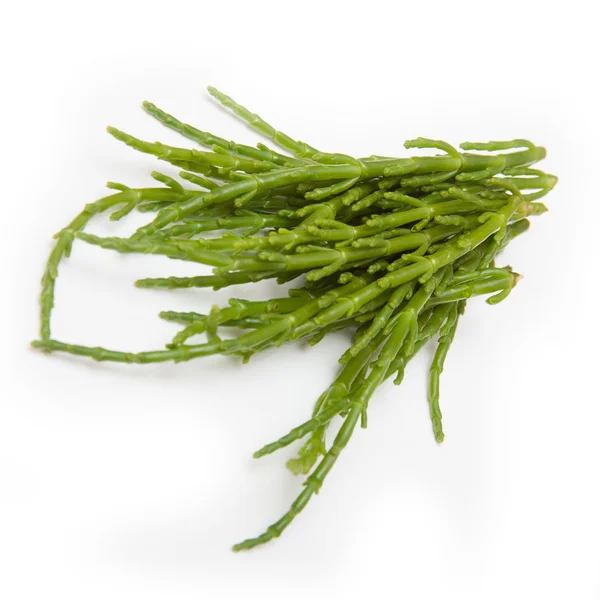 Samphire isolado em um fundo de estúdio branco . — Fotografia de Stock