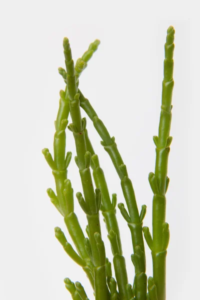 Samphire isolado em um fundo de estúdio branco . — Fotografia de Stock