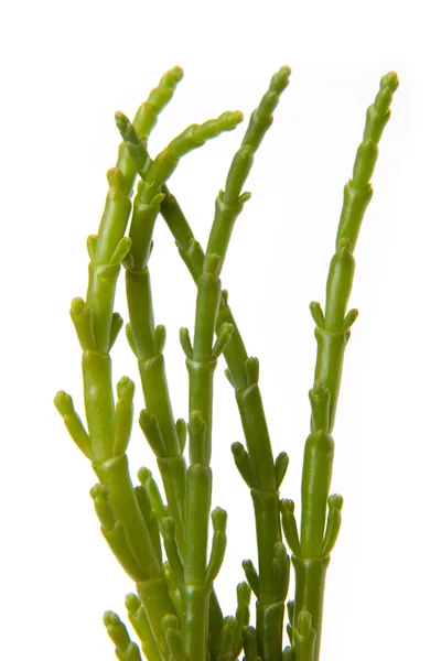 Samphire isolato su uno sfondo bianco . — Foto Stock