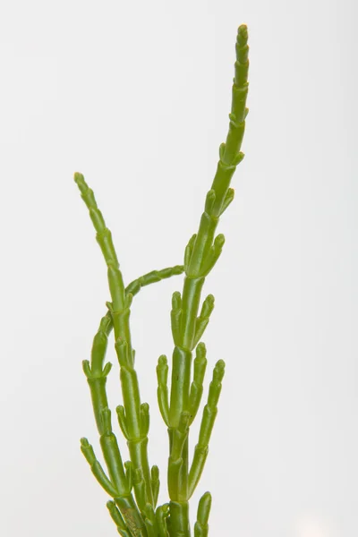 Samphire isolado em um fundo de estúdio branco . — Fotografia de Stock