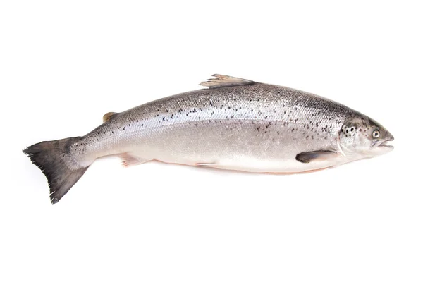Scottish Salmon isolated on a white studio background. Stock Image