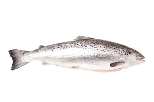Scottish Salmon isolated on a white studio background. Stock Picture