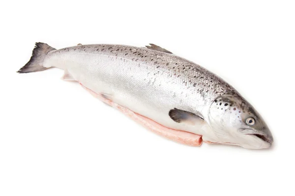 Scottish Salmon isolated on a white studio background. Stock Image