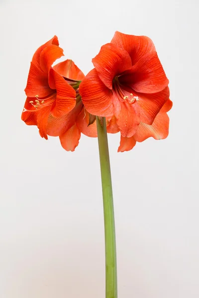 Amaryllis-Blüte — Stockfoto