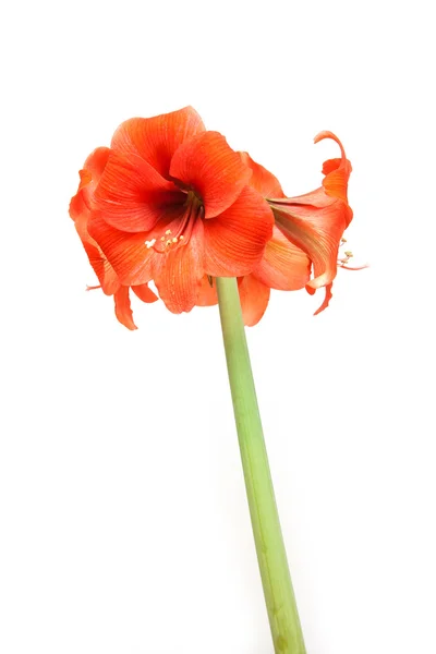 Fiore di Amarillide — Foto Stock