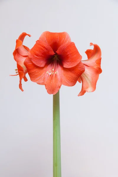Amaryllis flower — Stock Photo, Image