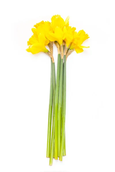 Bunch of daffodil's — Stock Photo, Image