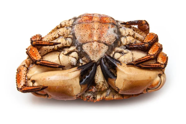 Crabe brun — Photo