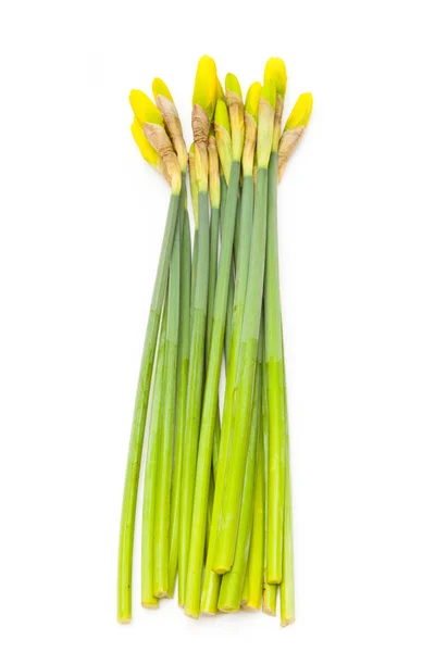 Bos van NARCIS van — Stockfoto