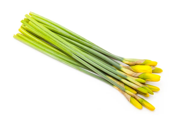 Bos van NARCIS van — Stockfoto