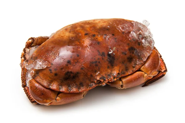 Bruin krab — Stockfoto