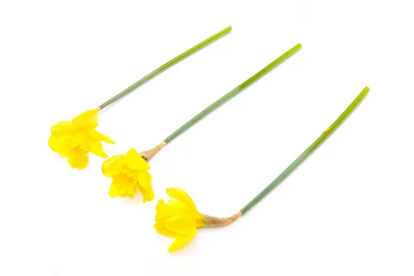 Three daffodils — Stock Photo, Image