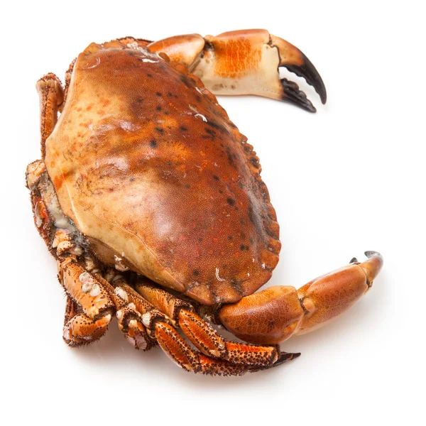 Crabe brun cuit — Photo